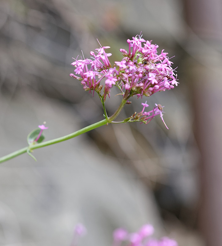 植物的centranthus