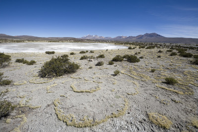 Altiplano View