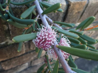 Hakea clavata