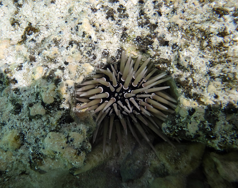 波拉波拉岛马蒂拉海滩岩石周围的鱼类和海洋生物。