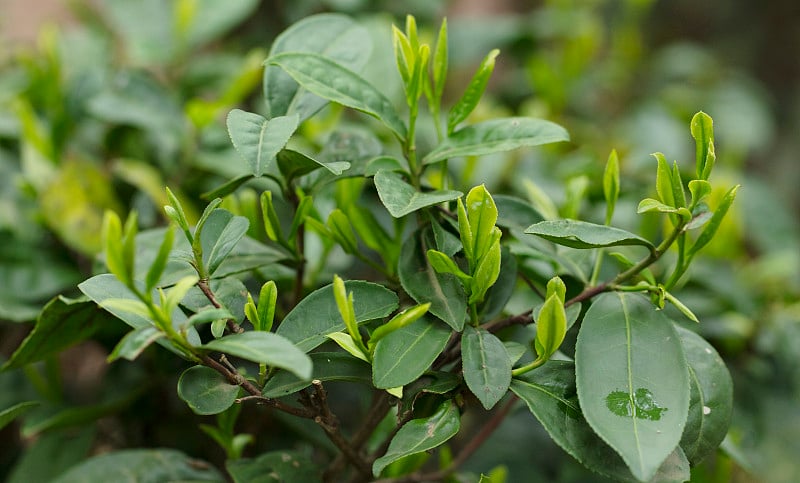 谷雨，清明节的春茶