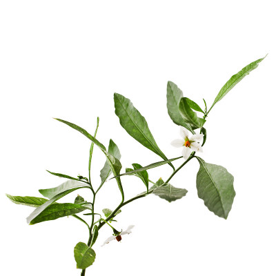 一种室内植物，带花
