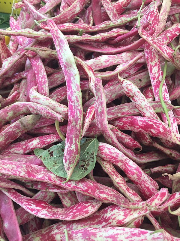 出售新鲜的蔓越莓豆