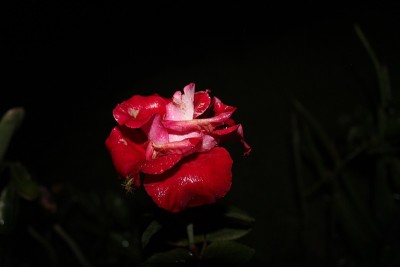 花盛开