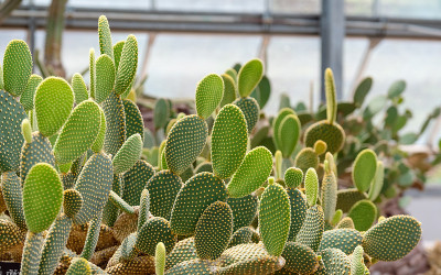 植物园里的兔耳仙人掌或仙人掌