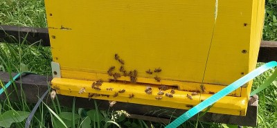与蜜蜂的蜂巢。养蜂。蜂箱矗立在大自然中，被漆成黄色、绿色和蓝色。植物是蜂蜜植物。养蜂场在塞尔维亚。蜜
