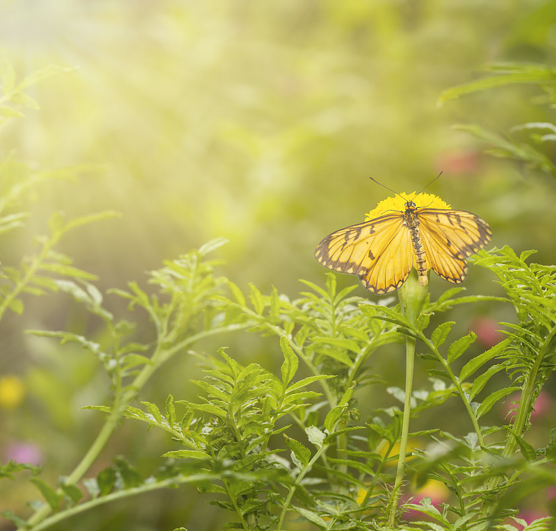 黄花蝴蝶挂在花园里的黄金盏花(万寿菊、墨西哥万寿菊、阿兹特克万寿菊、非洲万寿菊)上