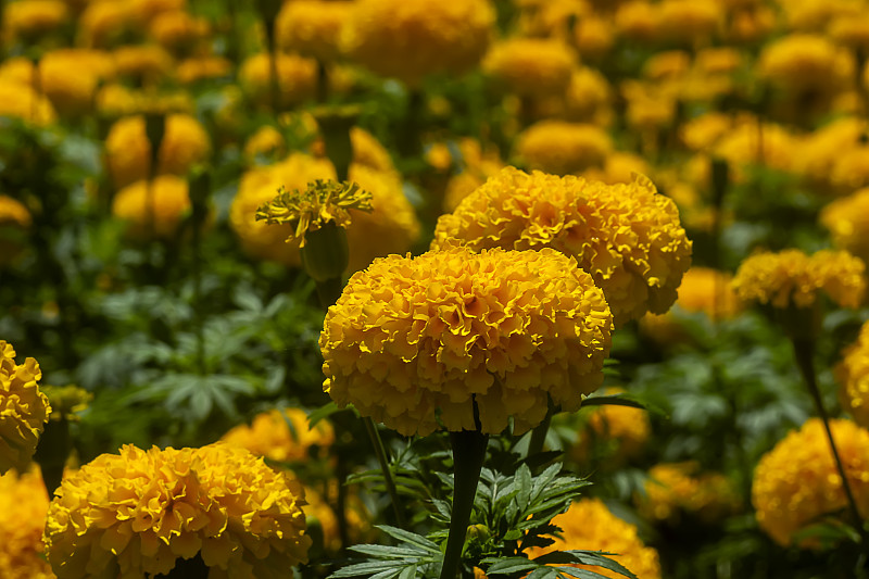 美国万寿菊，阿兹特克万寿菊，大万寿菊