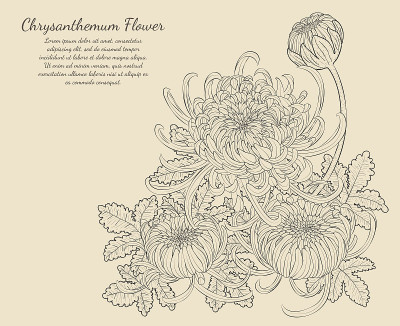 菊花