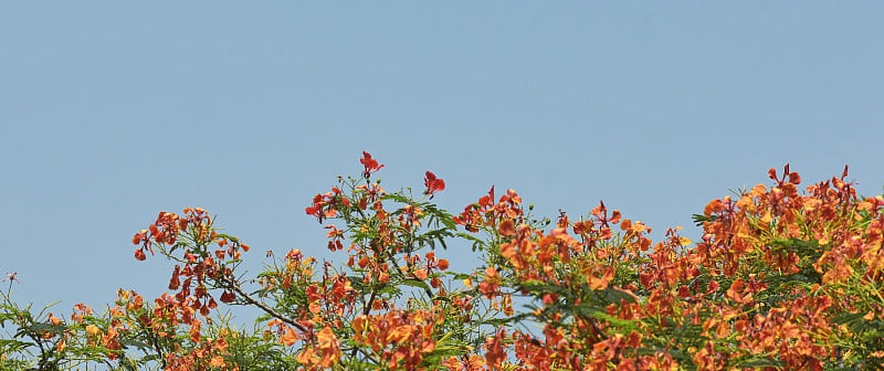 皇家Poinciana