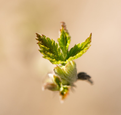 树莓上的幼芽