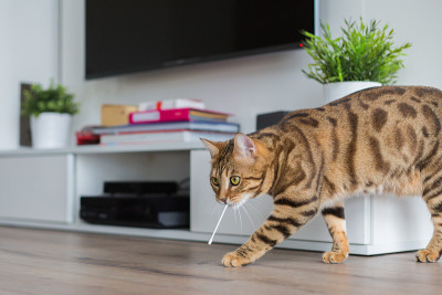 一只孟加拉猫在玩棉签
