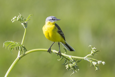 黄鹡鸰（Motacilla flava）