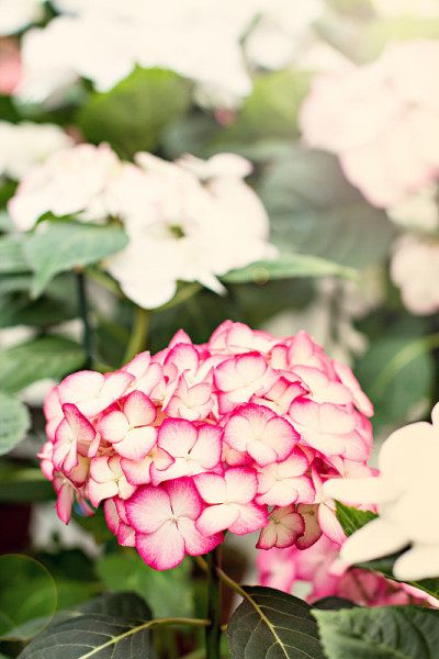 绣球花macrophylla