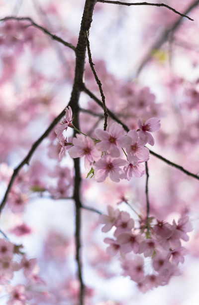 花梅花盛开在武汉东湖。重点是花。