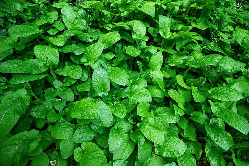 牛蒡或其他多年生肉质草的叶子，在森林的较低层。生态与色彩的概念