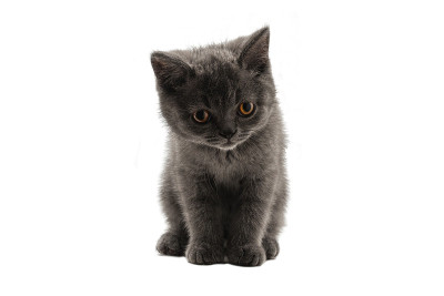 英国短毛小猫看着孤立的白色