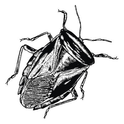 Insect stipple drawing isolated. Cockroach or bug 