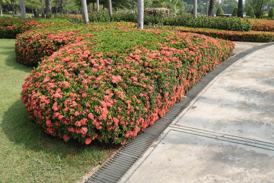 树在花园