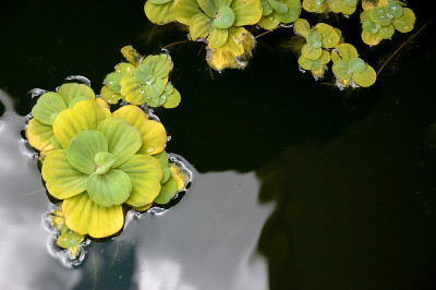 池塘里的植物