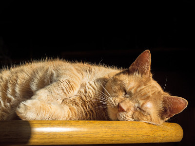 红毛猫正在睡觉