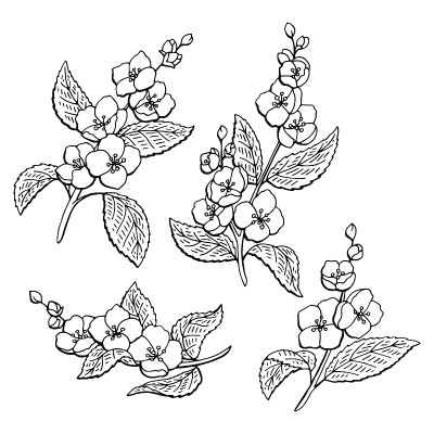 茉莉花图形黑白孤立素描插图矢量