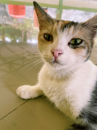 可爱的猫