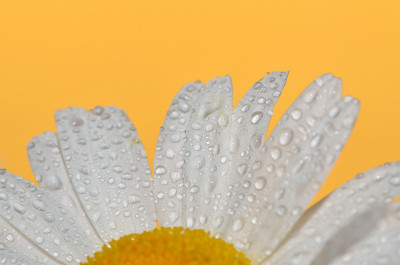 half-daisy
