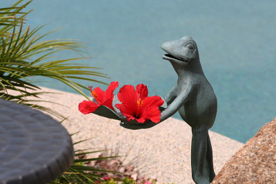 青蛙捧着芙蓉花