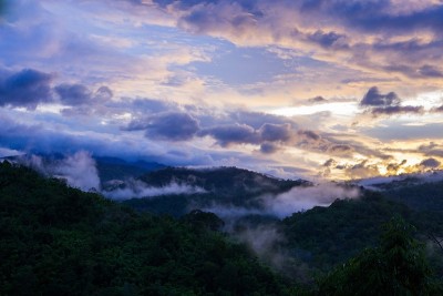 雾山森林