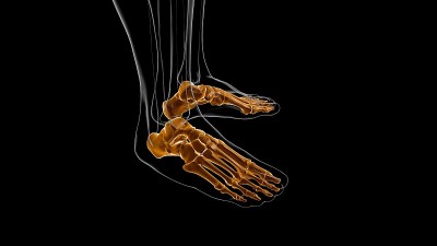 人体骨骼足部解剖医学概念3D