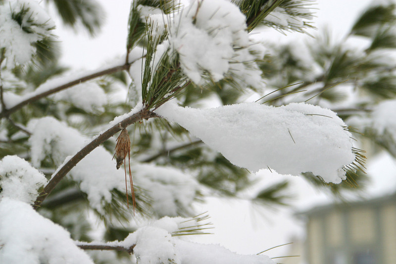 雪松枝茧