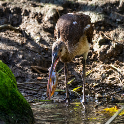 朱鹮、福氏斑鳖吃鱼