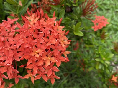红色异花的特写镜头