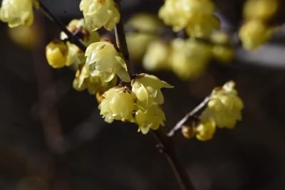 梅花(日本多香果)花