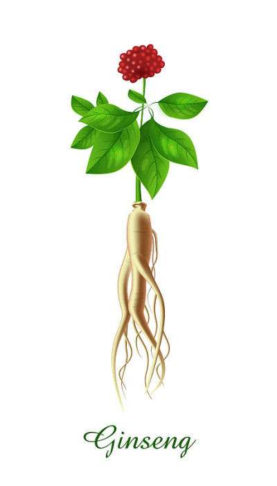 人参植物、绿草、草本植物收集