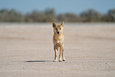 Dingo
