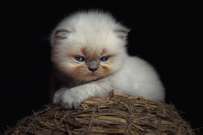 小猫