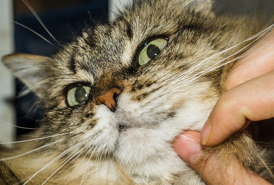 猫的肖像