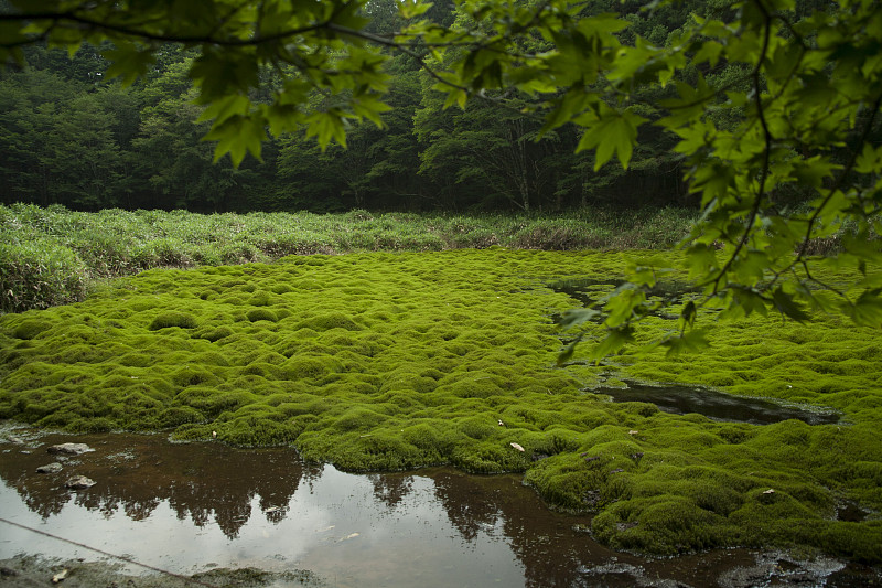 Sazo wetlands7