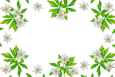 春花雪花莲