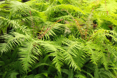 蕨类植物