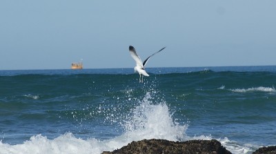 摩西湾