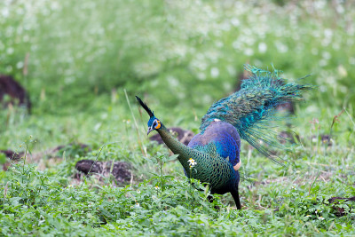雄性绿色孔雀或爪哇孔雀(Pavo muticus)