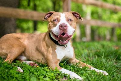 一种半身异色的比特斗牛混合犬