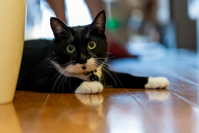 袜子的猫