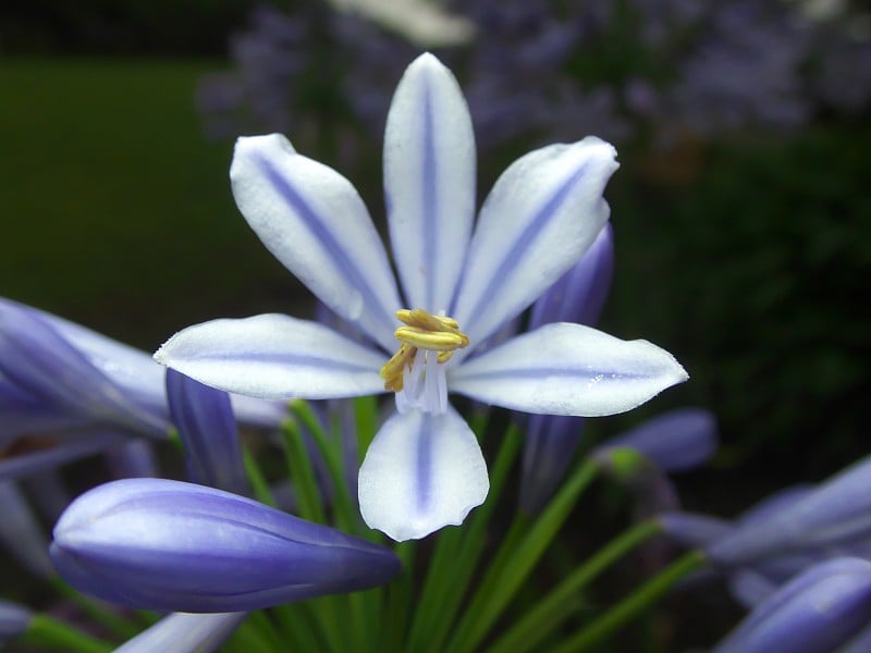 2019年6月4日，日本东京:雨中盛开的蓝百合