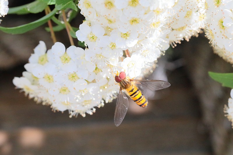 Reeves spirea