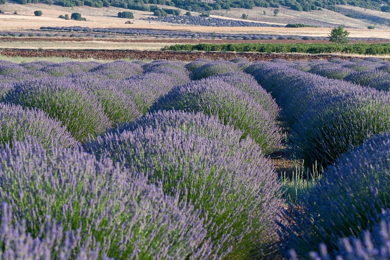 薰衣草田和薰衣草，Kuyucak村，Isparta，土耳其