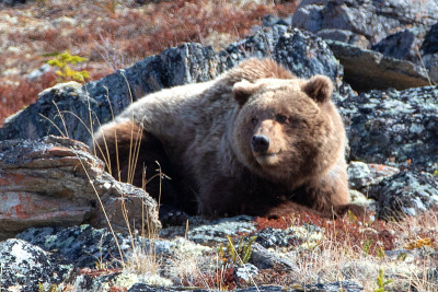 在美国阿拉斯加州的德纳里国家公园里，灰熊(ursus arctos horribilis)在萨维奇河